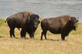 015 Amerikanischer Bison - Buffalo